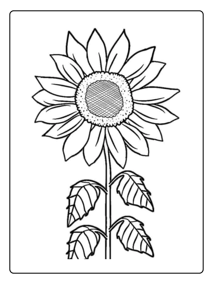 desenho de um girassol para colorir (6)