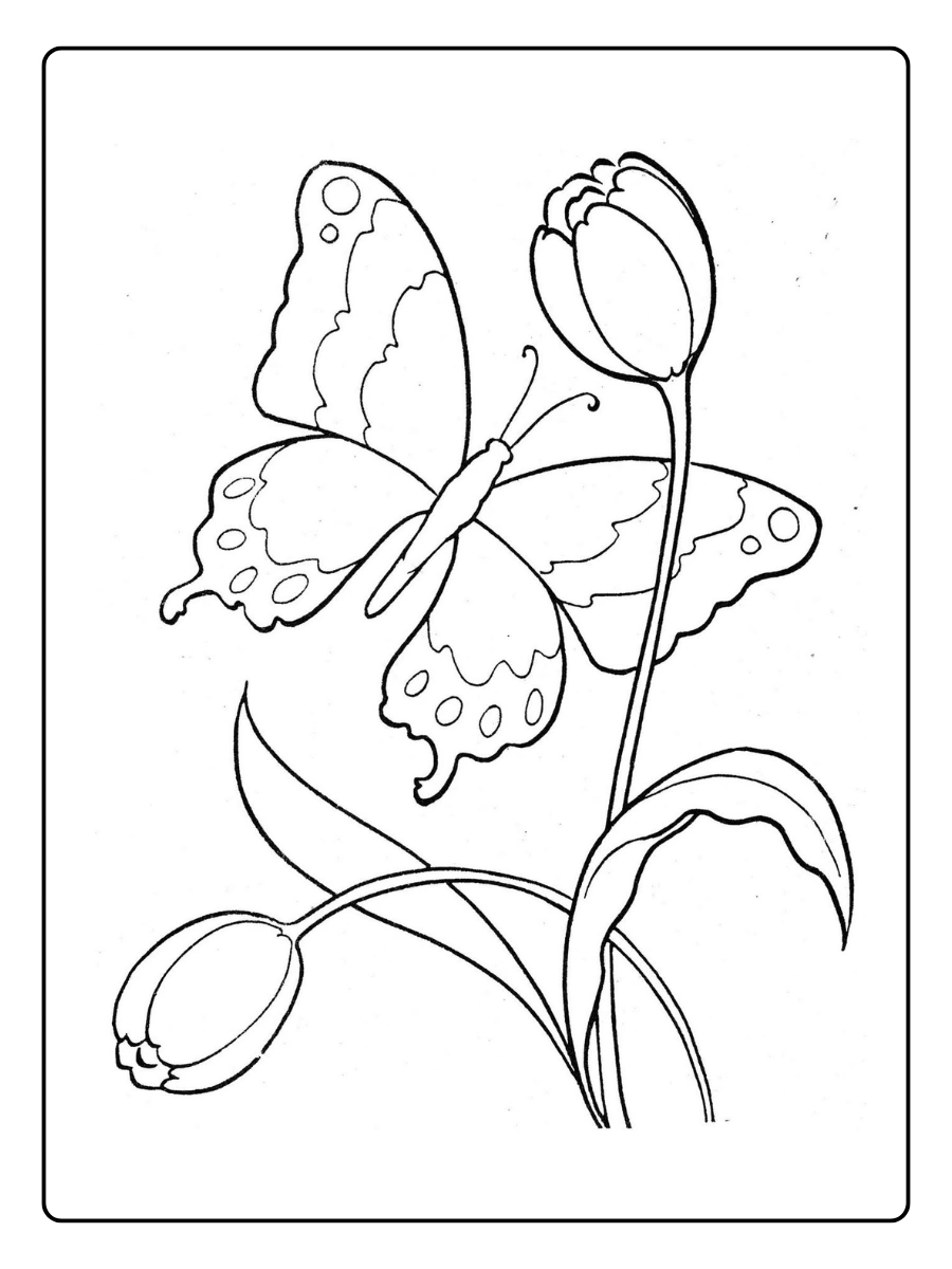 desenhos para colorir flores e borboletas (13)